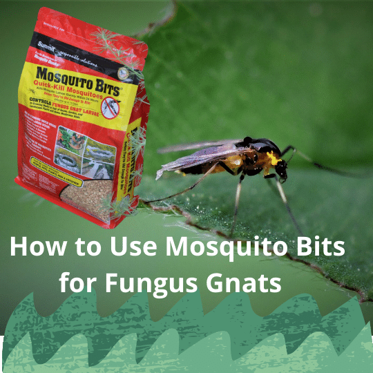 How to Use Mosquito Bits for Fungus Gnats