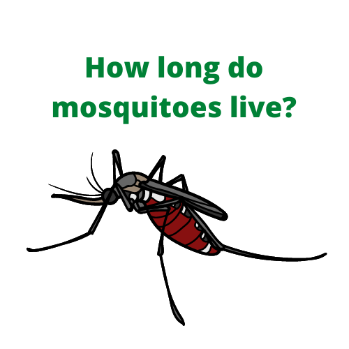 How long do mosquitoes live