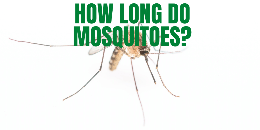 How long do mosquitoes