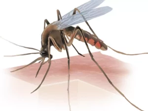Can Mosquitoes Fly To High Floors?