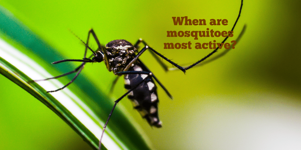 When are mosquitoes most active