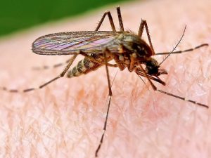 How Do Mosquitoes Survive the Winter? 